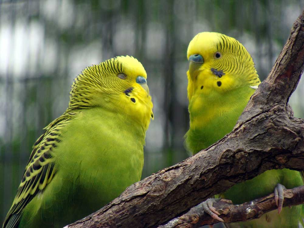 Vogels en volières Huis- en tuincenter