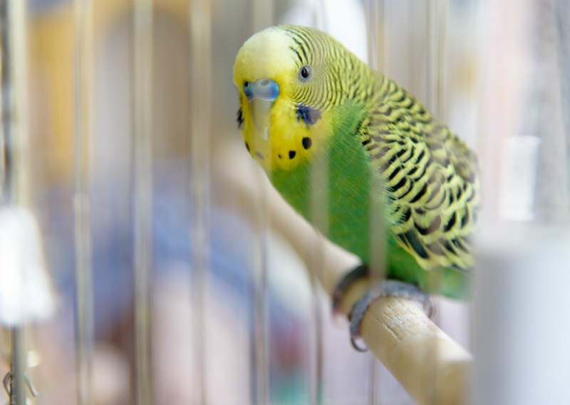 dierenwinkel antwerpen volieres vogels