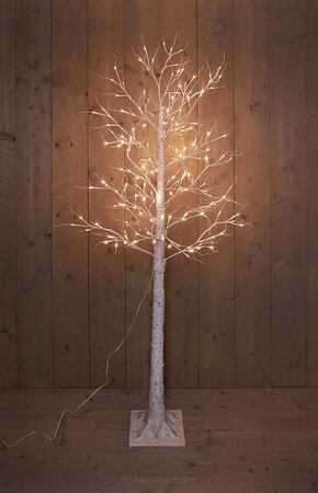 berkenboom wit 204l/l200cm ww