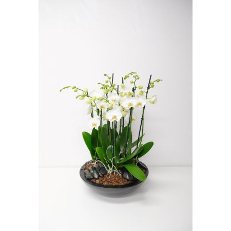 Coupe Orchidee Deluxe