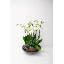 Coupe Orchidee Deluxe