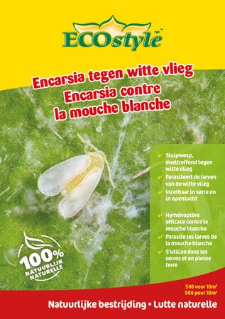 Encarsia tegen witte vlieg