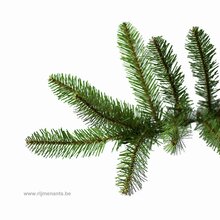 dunhill fir hinged h274cm - afbeelding 2