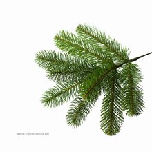 poly bayberry spruce hook on h152cm - afbeelding 2