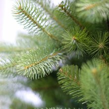 poly bayberry spruce hinged h152cm - afbeelding 2