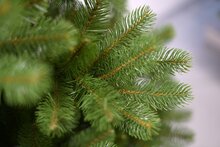 poly bayberry spruce hinged h213cm - afbeelding 2