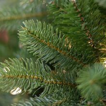 poly bayberry spruce hinged h243cm - afbeelding 3