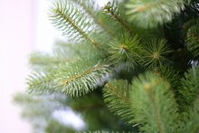poly bayberry spruce hinged h274cm - afbeelding 3