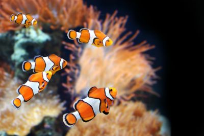 Vissen, aquariums en vijvers
